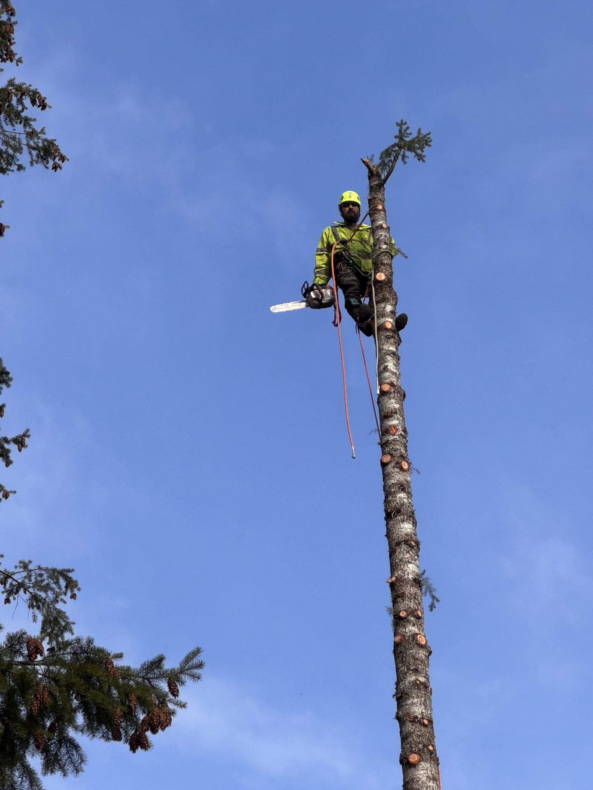 bellevue tree service climber performing safe sectional removal on a fir tree