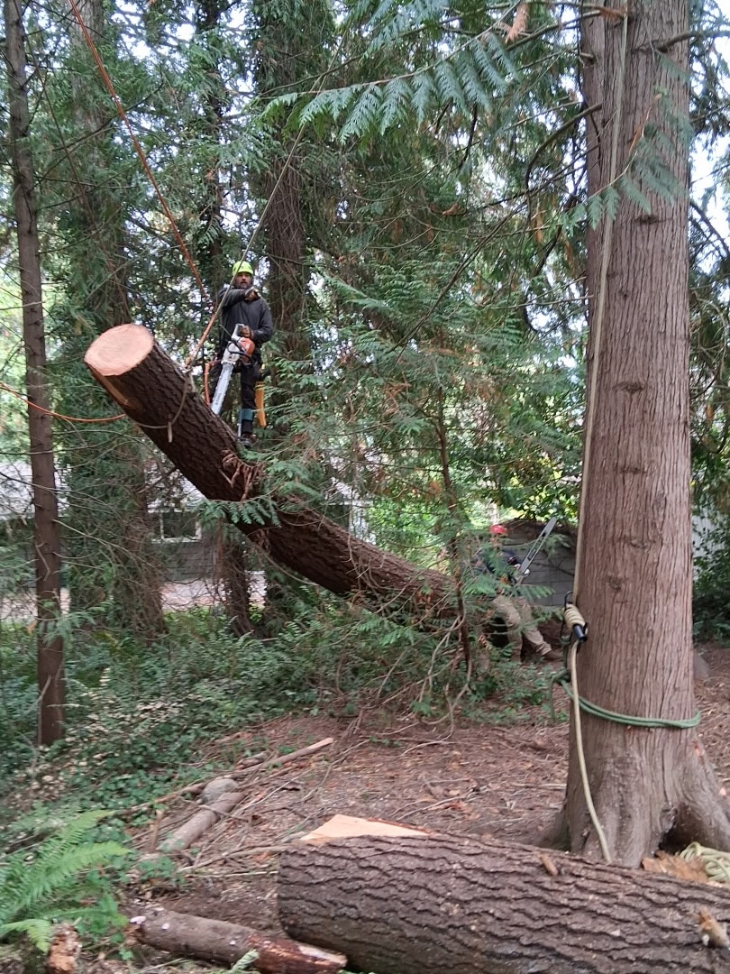 Worker with a chainsaw beside a cut trunk and ropes during tree removal.